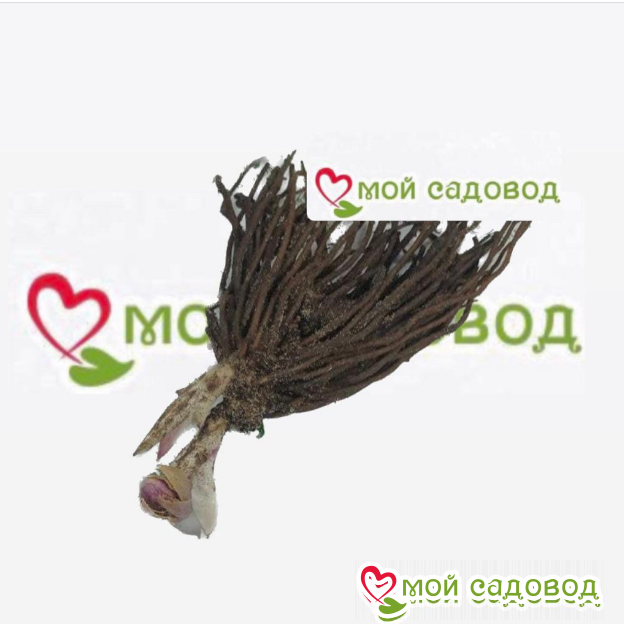 Морозник Нью-Йорк